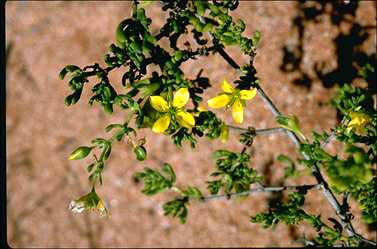 APII jpeg image of Zygophyllum eremaeum  © contact APII