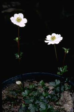 APII jpeg image of Anemone crassifolia  © contact APII