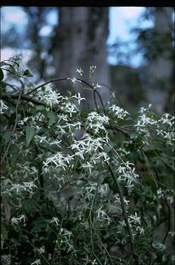 APII jpeg image of Clematis aristata  © contact APII