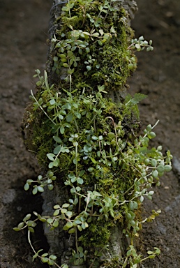 APII jpeg image of Peperomia tetraphylla  © contact APII