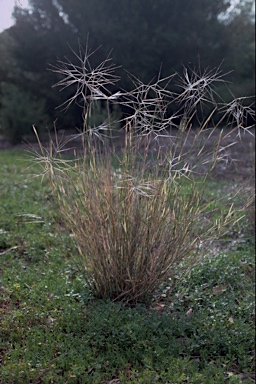 APII jpeg image of Austrostipa elegantissima  © contact APII