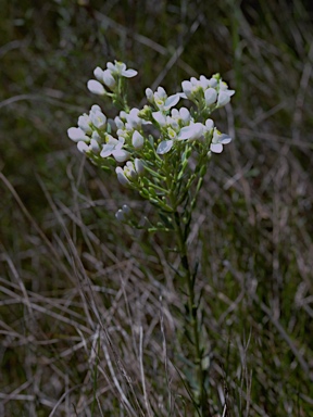 APII jpeg image of Comesperma retusum  © contact APII