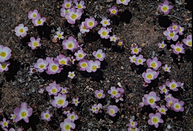 APII jpeg image of Calandrinia primuliflora  © contact APII