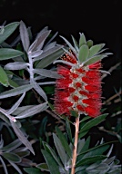 Callistemon comboyensis - click for larger image