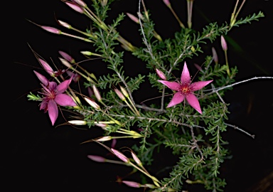 APII jpeg image of Calytrix fraseri  © contact APII