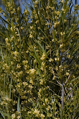 APII jpeg image of Notelaea linearis  © contact APII