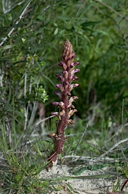 APII jpeg image of Orobanche australiana  © contact APII