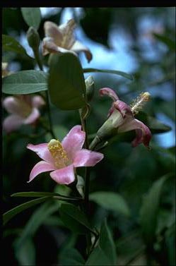 APII jpeg image of Lagunaria patersonii  © contact APII