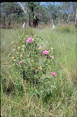 APII jpeg image of Osbeckia australiana  © contact APII