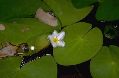 APII jpeg image of Nymphoides indica  © contact APII