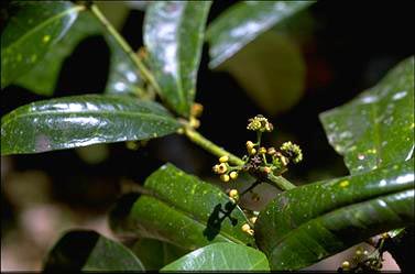 APII jpeg image of Wilkiea macrophylla  © contact APII