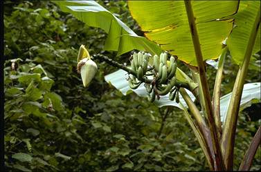 APII jpeg image of Musa banksii  © contact APII