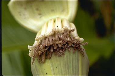 APII jpeg image of Musa banksii  © contact APII