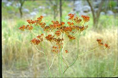 APII jpeg image of Haemodorum coccineum  © contact APII