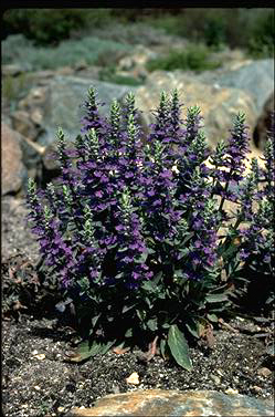 APII jpeg image of Ajuga australis  © contact APII