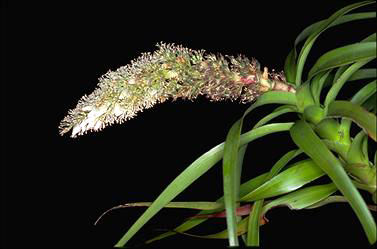 APII jpeg image of Richea dracophylla  © contact APII