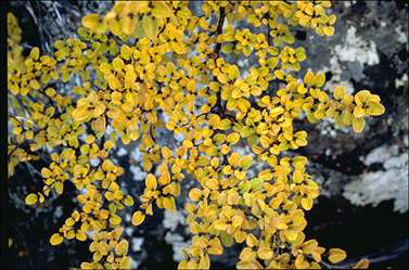 APII jpeg image of Nothofagus gunnii  © contact APII