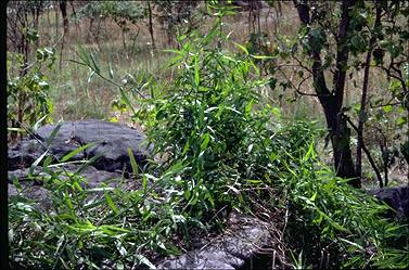 APII jpeg image of Flagellaria indica  © contact APII