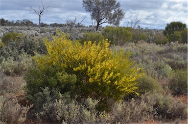 APII jpeg image of Acacia hakeoides  © contact APII