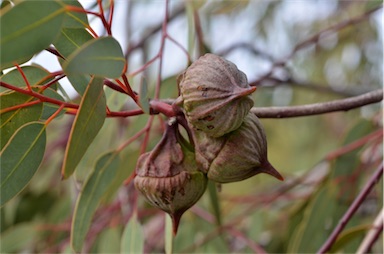 APII jpeg image of Eucalyptus youngiana  © contact APII