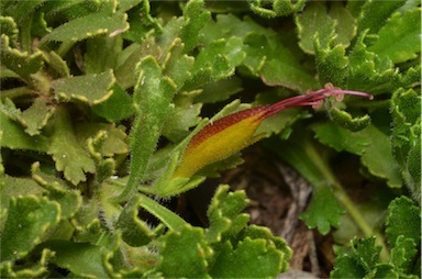 APII jpeg image of Eremophila biserrata  © contact APII