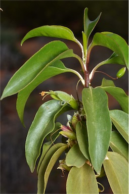 APII jpeg image of Eremophila virens  © contact APII