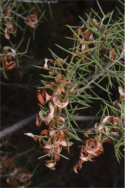 APII jpeg image of Acacia colletioides  © contact APII