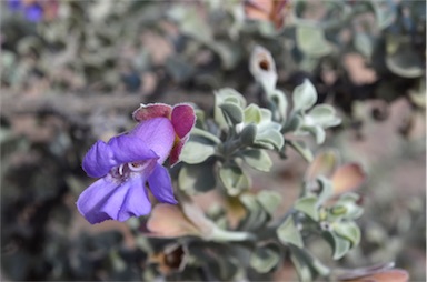 APII jpeg image of Eremophila rotundifolia  © contact APII