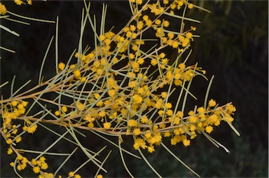 APII jpeg image of Acacia prainii  © contact APII