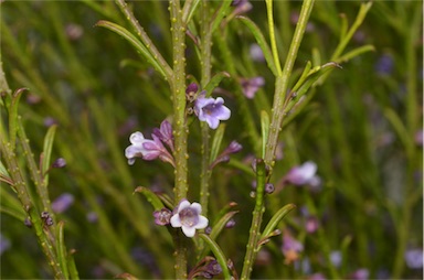 APII jpeg image of Eremophila dichroantha  © contact APII