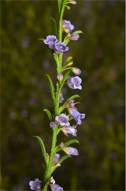 APII jpeg image of Eremophila dichroantha  © contact APII