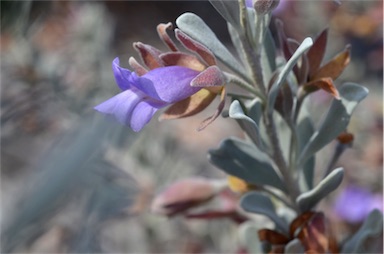 APII jpeg image of Eremophila compacta subsp. compacta  © contact APII