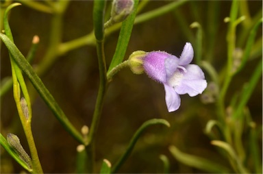 APII jpeg image of Eremophila phillipsii  © contact APII