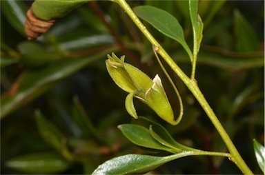 APII jpeg image of Eremophila gibbosa  © contact APII