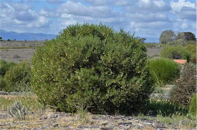 APII jpeg image of Eremophila alternifolia  © contact APII