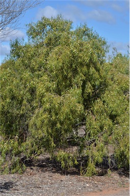 APII jpeg image of Eremophila santalina  © contact APII