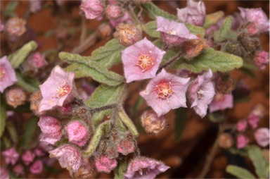 APII jpeg image of Commersonia magniflora  © contact APII