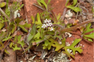 APII jpeg image of Trachymene ornata  © contact APII