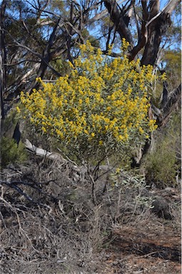 APII jpeg image of Acacia notabilis  © contact APII