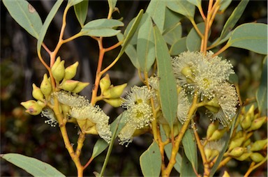 APII jpeg image of Eucalyptus socialis subsp. socialis  © contact APII