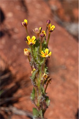 APII jpeg image of Zaluzianskya divaricata  © contact APII