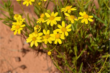 APII jpeg image of Senecio spanomerus  © contact APII