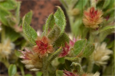 APII jpeg image of Ptilotus decipiens  © contact APII