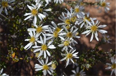 APII jpeg image of Olearia pimeleoides subsp. pimeleoides  © contact APII