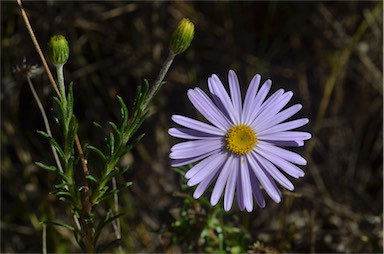 APII jpeg image of Olearia ciliata  © contact APII