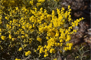 APII jpeg image of Acacia spinescens  © contact APII