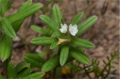 APII jpeg image of Buglossoides arvensis  © contact APII