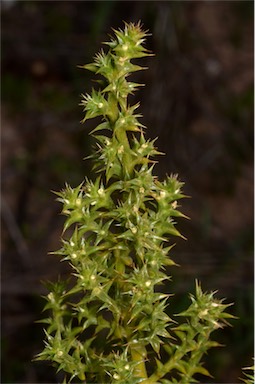 APII jpeg image of Salsola australis  © contact APII