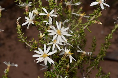 APII jpeg image of Olearia brachyphylla  © contact APII