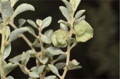 APII jpeg image of Atriplex vesicaria subsp. appendiculata  © contact APII